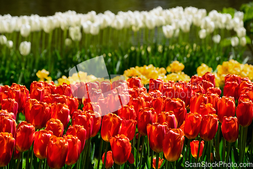 Image of Blooming tulips flowerbed in Keukenhof flower garden, Netherlands