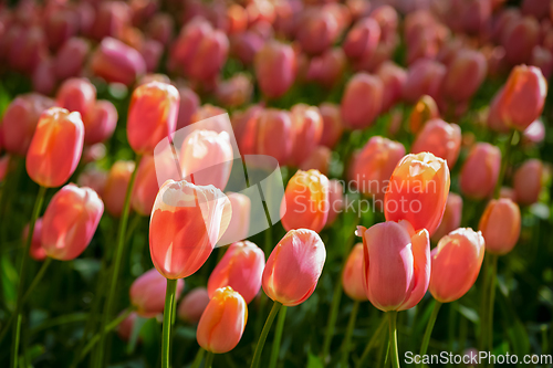 Image of Blooming tulips flowerbed in Keukenhof flower garden, Netherlands