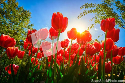 Image of Blooming tulips against blue sky low vantage point