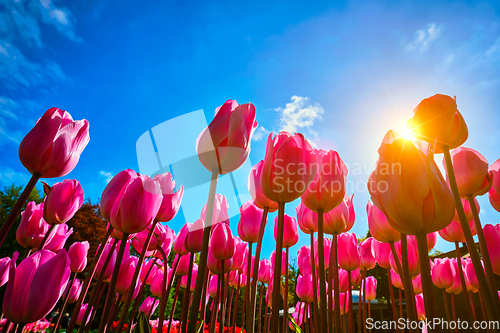 Image of Blooming tulips against blue sky low vantage point