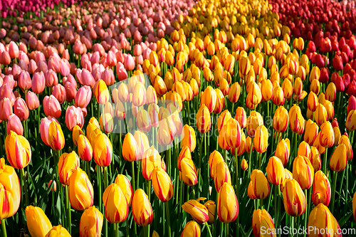 Image of Blooming tulips flowerbed in Keukenhof flower garden, Netherlands