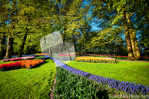 Image of Blooming tulips flowerbed in Keukenhof flower garden, Netherland