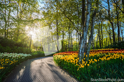 Image of Keukenhof flower garden. Lisse, the Netherlands.