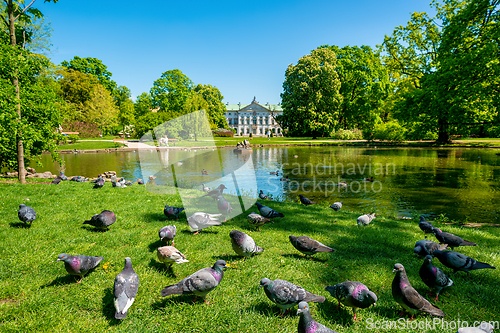 Image of Duck Pond Krasinski