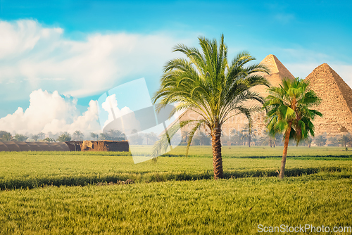 Image of Egyptian pyramids in green field