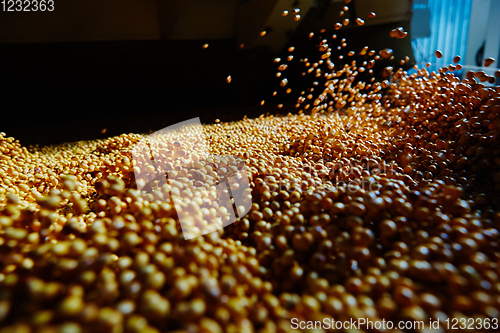 Image of Soy Bean Seed before crack. Shallow dof.