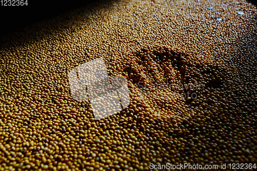 Image of Soy Bean Seed before crack. Shallow dof.