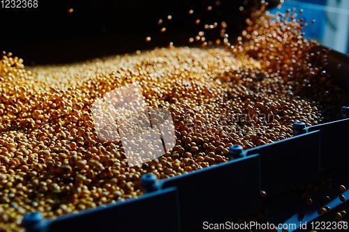 Image of Soy Bean Seed before crack. Shallow dof.