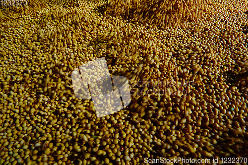 Image of Soy Bean Seed before crack. Shallow dof.