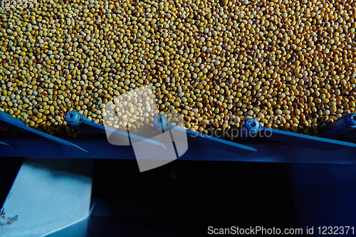 Image of Soy Bean Seed before crack. Shallow dof.