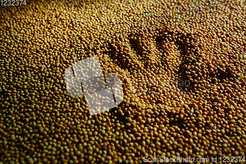 Image of Soy Bean Seed before crack. Shallow dof.