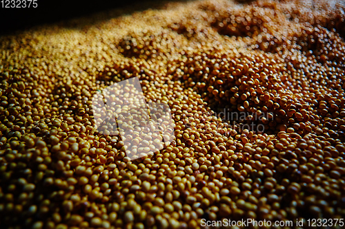 Image of Soy Bean Seed before crack. Shallow dof.