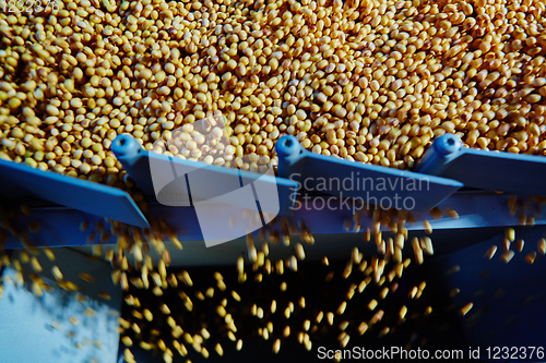 Image of Soy Bean Seed before crack. Shallow dof.