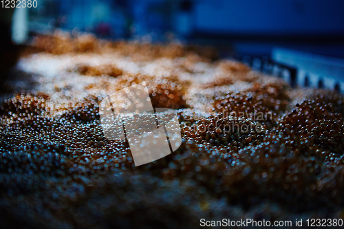 Image of Soy Bean Seed before crack. Shallow dof.