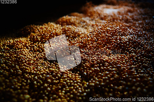 Image of Soy Bean Seed before crack. Shallow dof.