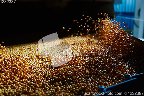 Image of Soy Bean Seed before crack. Shallow dof.