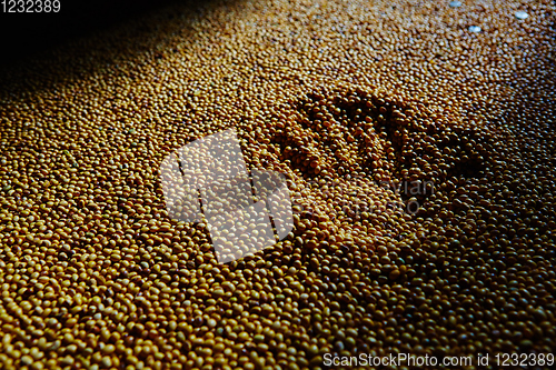 Image of Soy Bean Seed before crack. Shallow dof.
