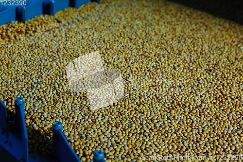 Image of Soy Bean Seed before crack. Shallow dof.