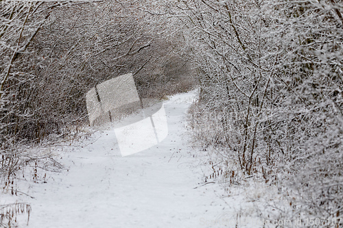 Image of Winter landscape covered with snowfall