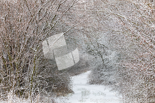 Image of Winter landscape covered with snowfall
