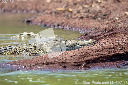 Image of big nile crocodile, Chamo lake Ethiopia, Africa