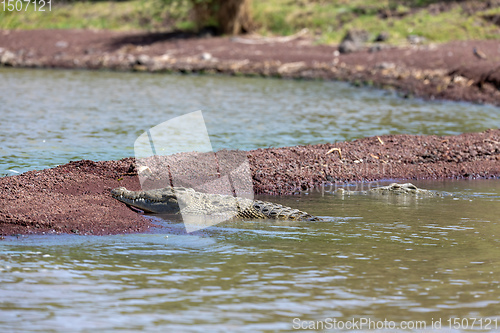 Image of big nile crocodile, Chamo lake Ethiopia, Africa