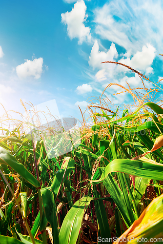 Image of Field with green corn