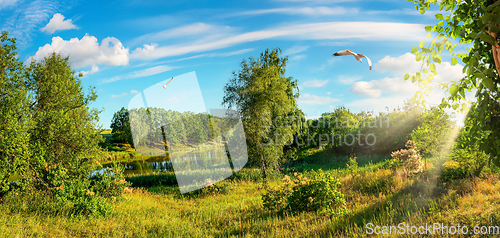 Image of Forest and field by day