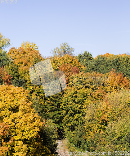 Image of different deciduous trees