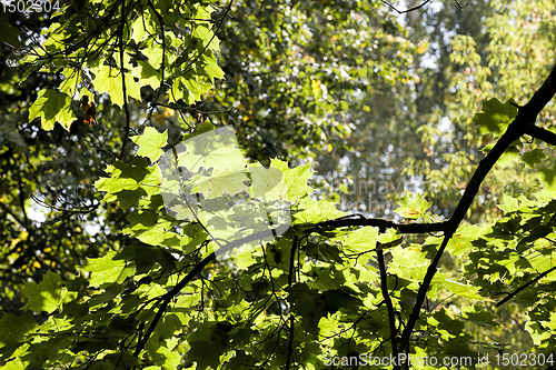 Image of kinds of trees