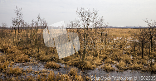 Image of snow-covered swamp area