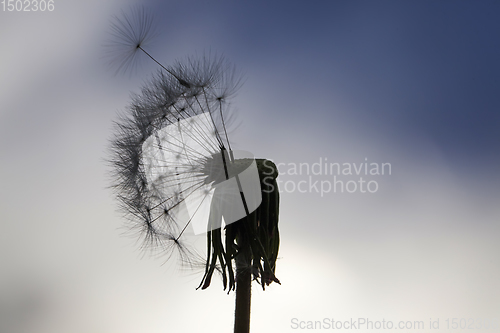 Image of beautiful dandelion