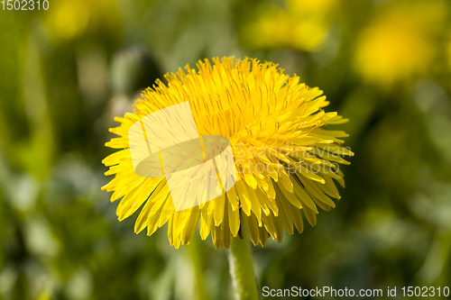 Image of yellow dandelion