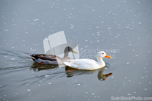 Image of White pekin and mallard duck dabbling ducks in river