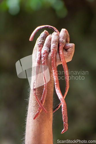 Image of Indian hindu guru growing nail for his whole life, showing his hands to the gods.