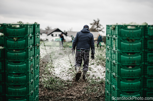 Image of Letuce heads in wooden baskets after manual harvest on organic letuce farm. Agriculture and ecological farming concept.