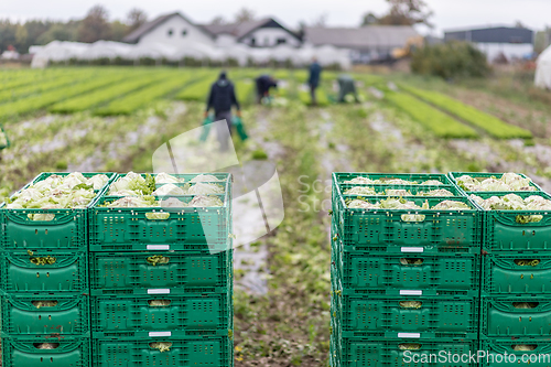 Image of Letuce heads in wooden baskets after manual harvest on organic letuce farm. Agriculture and ecological farming concept.