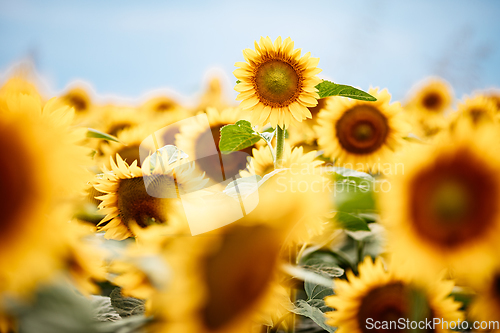 Image of Standing out from the crowd concept. Wonderful panoramic view of field of sunflowers by summertime. One flower growing taller than the others.