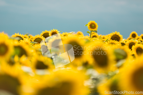 Image of Standing out from the crowd concept. Wonderful panoramic view of field of sunflowers by summertime. One flower growing taller than the others.