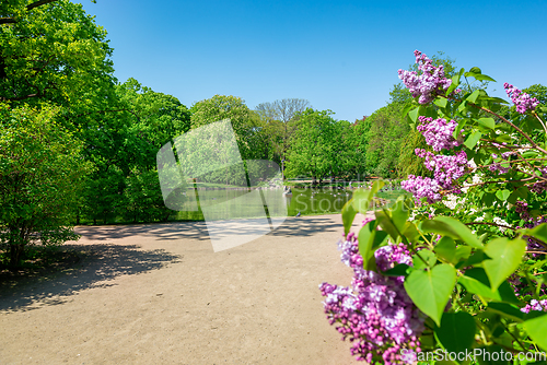 Image of Lilac in Krasinski Garden