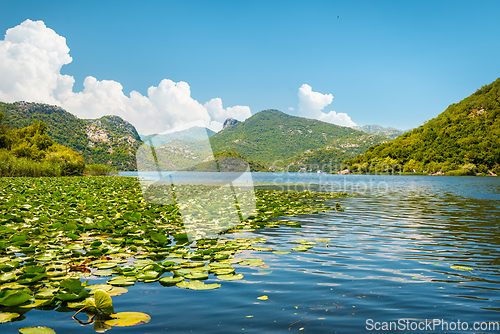 Image of Lotus on skadar lake