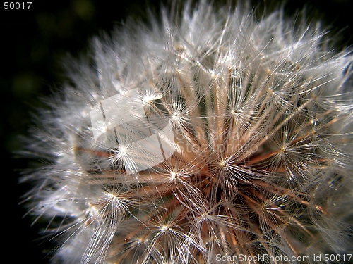 Image of dandelion