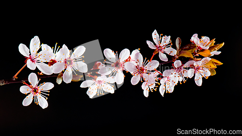 Image of Blooming cherry tree