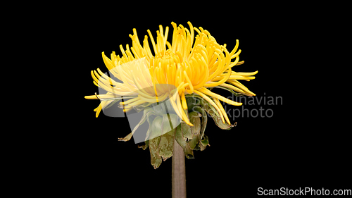 Image of Dandelion flower on black