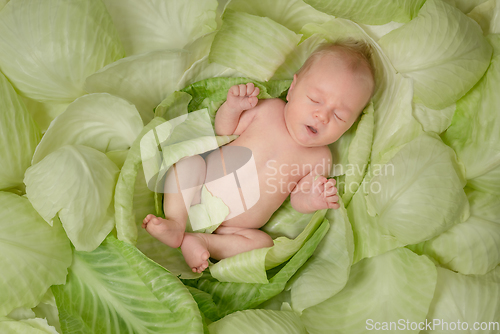 Image of Newborn baby in cabbage leaves