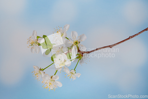 Image of White spring cherry blossom