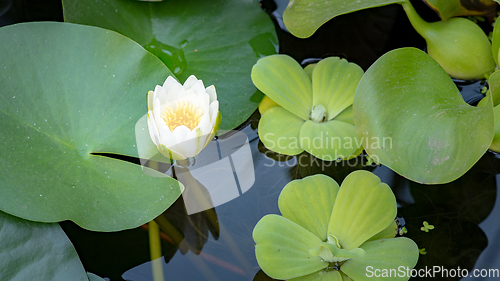 Image of Water Lily flower in pond