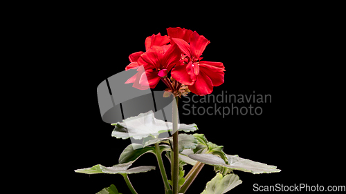 Image of Geranium flowers on black