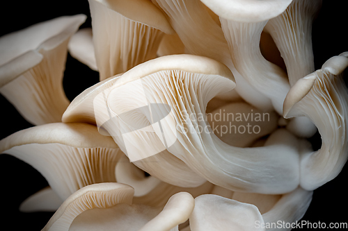 Image of Oyster mushrooms on black