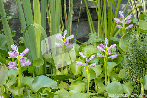 Image of Flower Water Hyacinth blooming